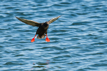 Pigeon Guillemot Cepphus Columba landing in salt water with red feet hanging