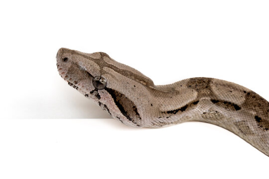 Caulker Caye Boa Constrictor on White Background - Exotic Reptile Wildlife Macro Stock Photo