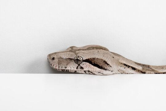 Caulker Caye Boa Constrictor on White Background - Exotic Reptile Wildlife Macro Stock Photo