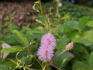 Mimosa Pudica flower in tropical nature