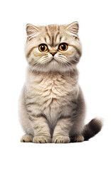 Fototapeta premium Cute little Scottish kitty over white transparent background