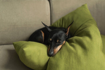 Miniature pincher lies on the sofa on green pillow soft beige background. The dog is resting