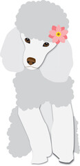 dog french poodle