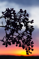 Obraz premium flowers and sunset, lilac and sky