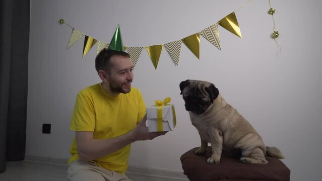 Caucasian man owner congratulation cute funny pug dog with pet birthday with gift box. Domestic animal love and pampering concept. Celebrating pets birthday enjoys in birthday hat