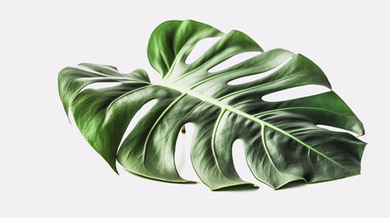 monstera leaf isolated on white Generative AI