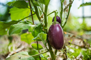 Cultivating eggplants in a greenhouse in summer season. Growing own herbs and vegetables in a homestead.