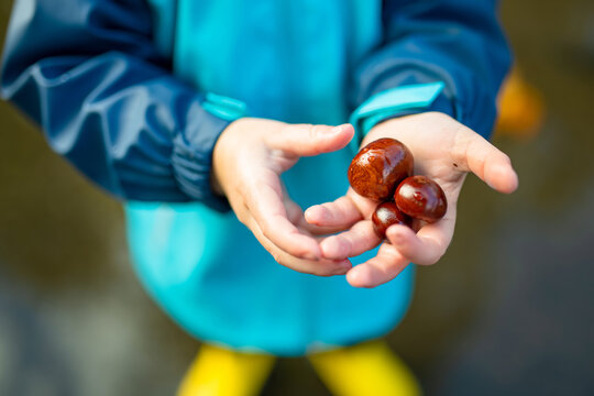Closeup of hands of toddler boy picking chestnuts in a park on autumn day. Child having fun with searching chestnut and foliage.
