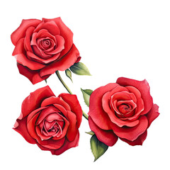 a Beautiful Red Rose, full body, richly colored, islolated in sets, clip art, Floral-themed, photorealistic illustrations in a PNG, cutout, and isolated. Generative AI