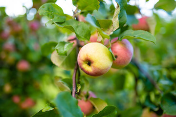 Red apples on apple tree branch on warm autumn day. Harvesting ripe fruits in an apple orchard. Growing own fruits and vegetables in a homestead.