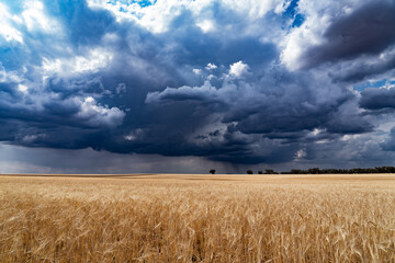 landscape of ripe cereal crop against blue and gray sky, storm and rain