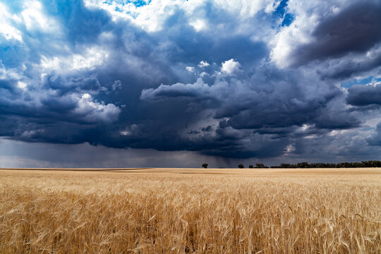 landscape of ripe cereal crop against blue and gray sky, storm and rain