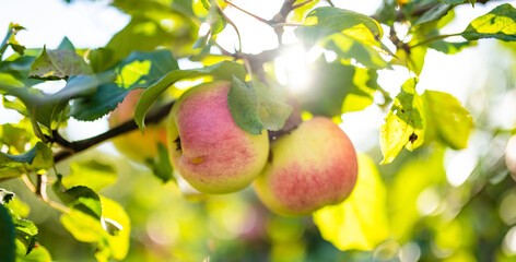 Red apples on apple tree branch on warm autumn day. Harvesting ripe fruits in an apple orchard. Growing own fruits and vegetables in a homestead.