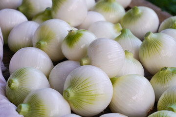玉ねぎ Onions