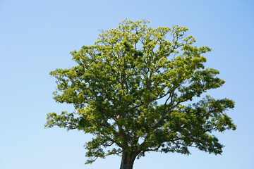青空に映える丘に立つ大きな木　
A big tree standing on a hill against the blue sky