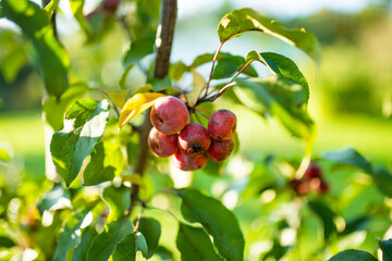 Small red paradise apples on a tree branch on fall day. Autumn fruits, harvest and harvesting.