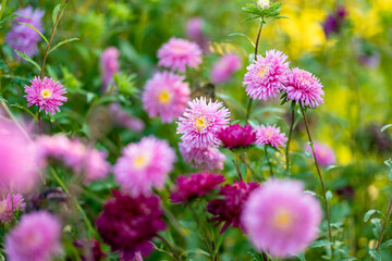 Purple, pink and white aster flowers on a blurred green background. Summer season.