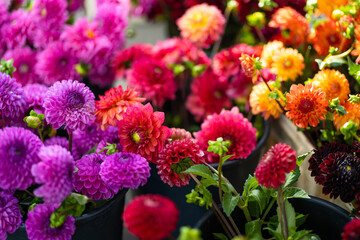 Beautiful colorful dahlias sold in outdoor flower shop in Vilnius, Lithuania