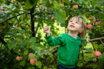 Naklejka na ściany i meble Cute toddler boy helping to harvest apples in apple tree orchard in summer day. Child picking fruits in a garden. Fresh healthy food for kids.