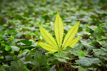 Yellow Cannabis leaf, plant close-up, marijuana