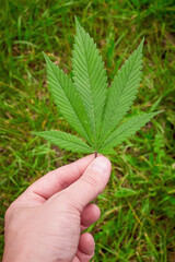 Man hand holding a Cannabis leaf, plant close-up, marijuana