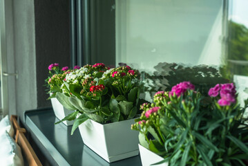 Flowers on the windowsill in white pots. Kalanchoe and carnations on the gray windowsill