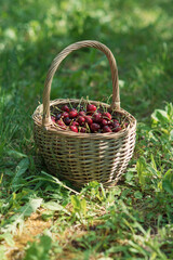 Fototapeta na wymiar Basket full of red ripe cherries on garden grass. Cherries with cuttings collected from the tree. Self-harvesting of berries in plantations on coutryside.