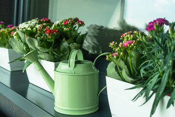 Flowers on the windowsill and a watering can. Watering flowers on the terrace. A pot with a flower and a watering can