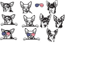 Cute little chihuahua puppy with sunglasses.Vector