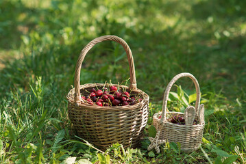Fototapeta na wymiar Wicker basket full of red ripe cherries on garden grass. Cherries with cuttings collected from the tree. Self-harvesting of berries in plantations on coutryside.