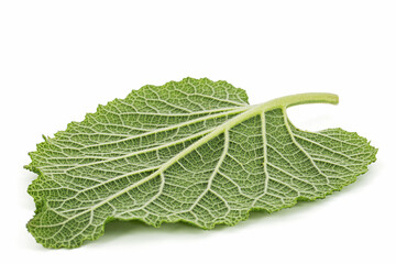 Clary sage leaf, lat. Salvia sclarea, isolated on white background