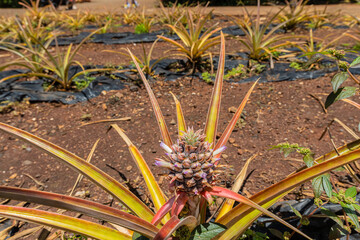 Naklejka na ściany i meble Small Pineapple Growing on Plant, Wahiawa, Oahu, Hawaii, USA