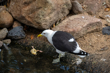 Kelp Gull (Larus dominicanus)
