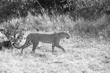 Fototapeta premium Leopard Walking in Grass