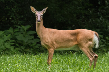 White-tailed Deer (Doe)