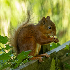 Rare British species Red Sauirrel.