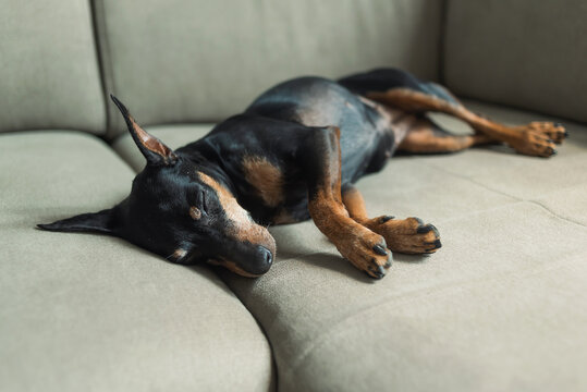 A miniature pinscher sleeps on the sofa, on a soft beige background. The dog is resting. The dog is tired and sleeping