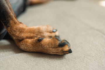 Dog paws. Close-up of the paws of a dog that is sleeping. Cute dog paws