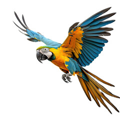 a Blue-and -Gold Macaw, Ara ararauna, in flight in various positions, full body, richly colored, Wildlife-themed, photorealistic illustrations in a PNG, cutout, and isolated. Generative AI