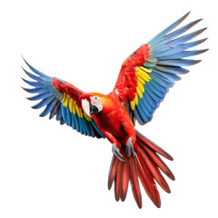 Fototapeta premium a Scarlet Macaw, Ara macao, in flight in various positions, full body, richly colored, Wildlife-themed, photorealistic illustrations in a PNG, cutout, and isolated. Generative AI