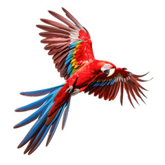 Fototapeta premium a Scarlet Macaw, Ara macao, in flight in various positions, full body, richly colored, Wildlife-themed, photorealistic illustrations in a PNG, cutout, and isolated. Generative AI