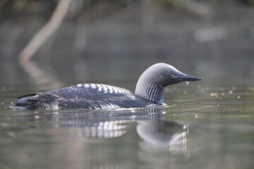 The Pacific loon or Pacific diver (Gavia pacifica), is a medium-sized member of the loon, or diver,...