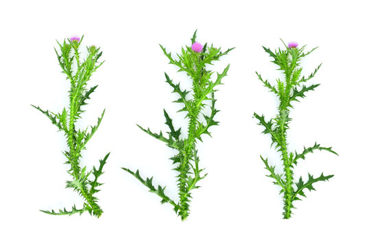 Stems with spiny leaves and purple flowers of cotton thistle or scottish thistle isolated on white background. Onopordum acanthium.