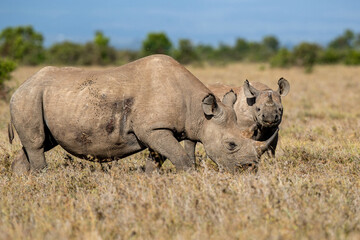 Obraz premium white rhino in the savannah