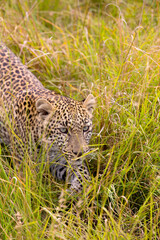 Leopard Cub, Olare    1694