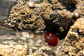 Beadlet Anemone partially covered by water in rock pool