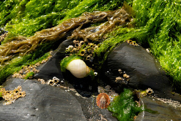 White dog whelk, limpet and barnacles on rock covered in seaweed