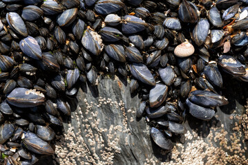 Blue mussels and barnacles on rock