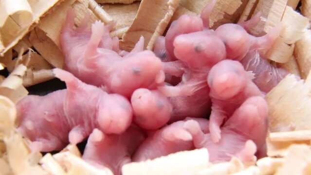 Newborn hamsters have woken up and are yawning, opening their mouths. 