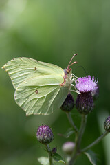 Close up of a yellow butterfly, a brimstone butterfly. The insect is sitting on a purple thistle...